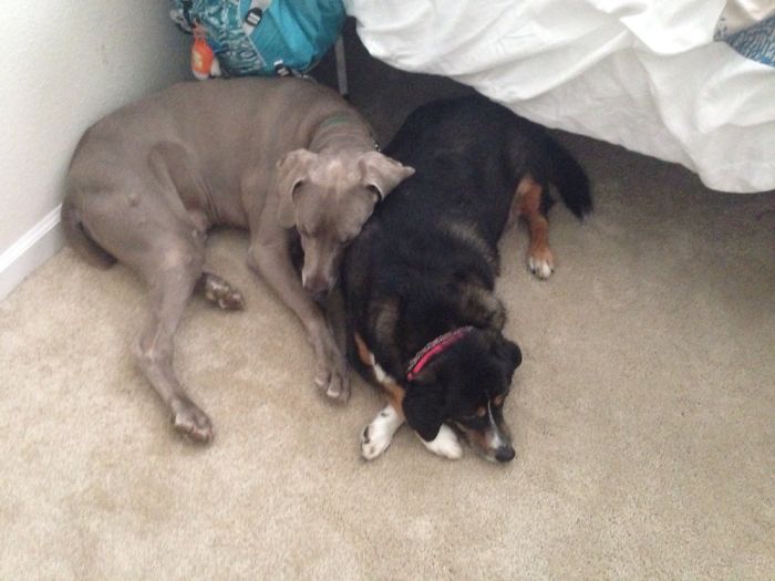 147 Of The Best Dog Tweets Of All Time