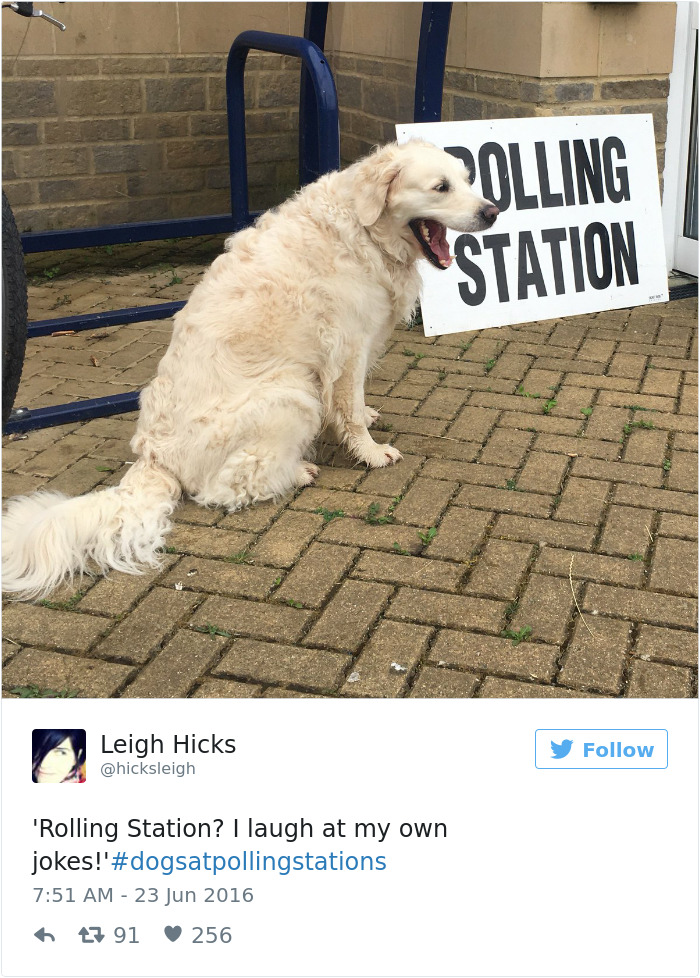147 Of The Best Dog Tweets Of All Time