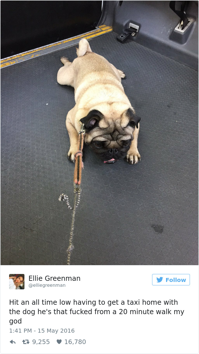 147 Of The Best Dog Tweets Of All Time