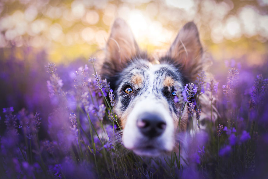 I Brought Our Dogs To The Lavender Gardens To Capture Their Pure Joy