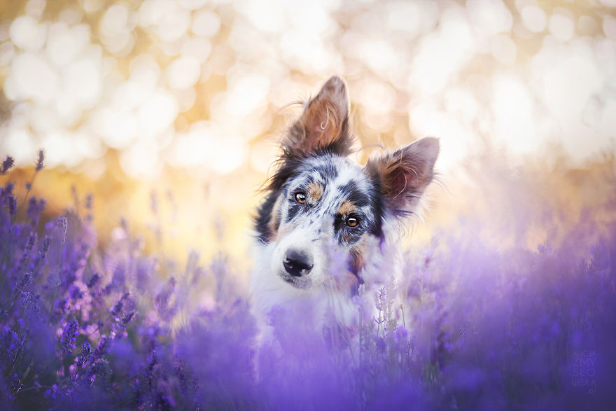 I Brought Our Dogs To The Lavender Gardens To Capture Their Pure Joy