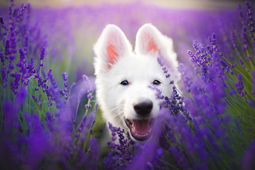 I Brought Our Dogs To The Lavender Gardens To Capture Their Pure Joy