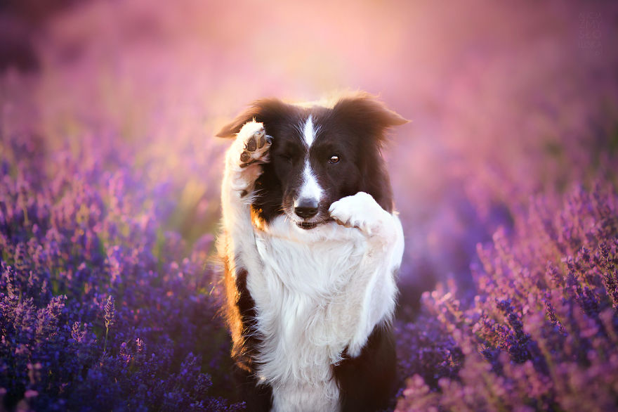 I Brought Our Dogs To The Lavender Gardens To Capture Their Pure Joy