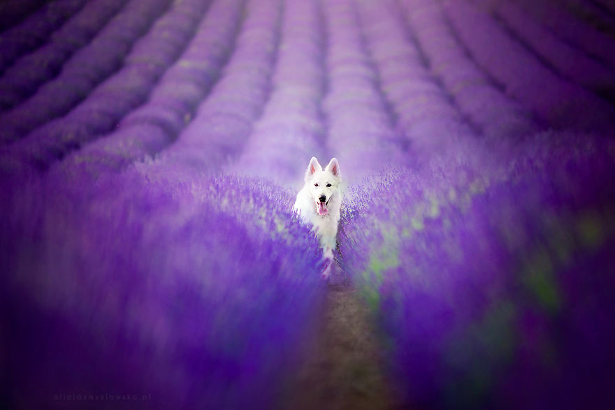 I Brought Our Dogs To The Lavender Gardens To Capture Their Pure Joy
