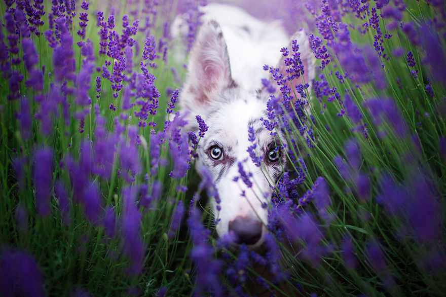 I Brought Our Dogs To The Lavender Gardens To Capture Their Pure Joy