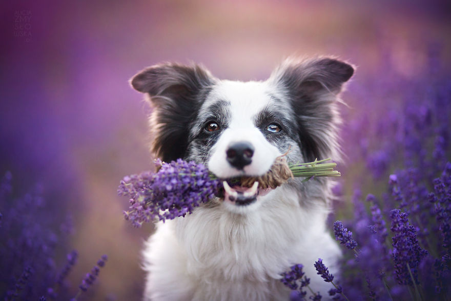 I Brought Our Dogs To The Lavender Gardens To Capture Their Pure Joy