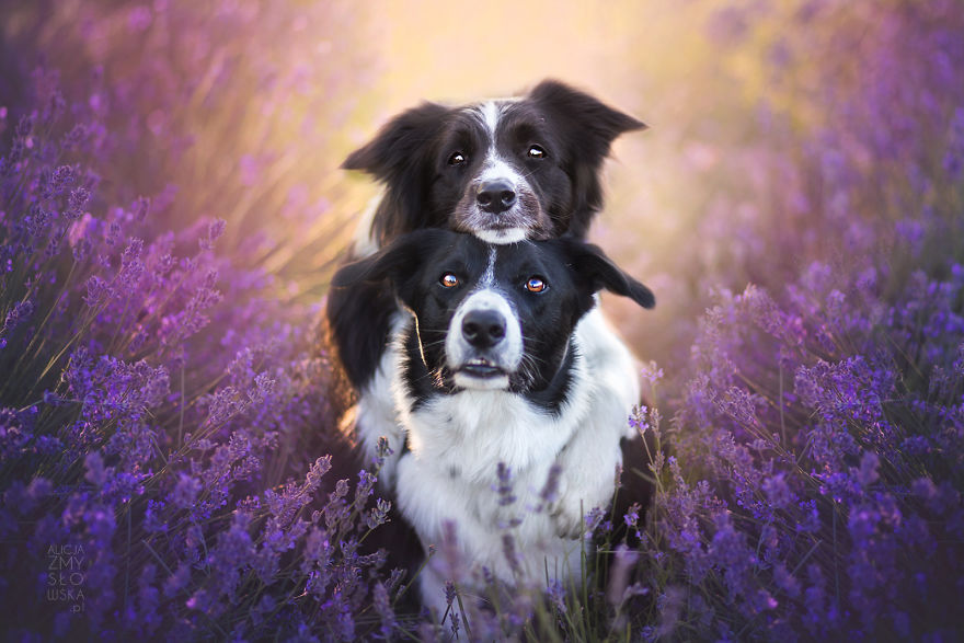 I Brought Our Dogs To The Lavender Gardens To Capture Their Pure Joy