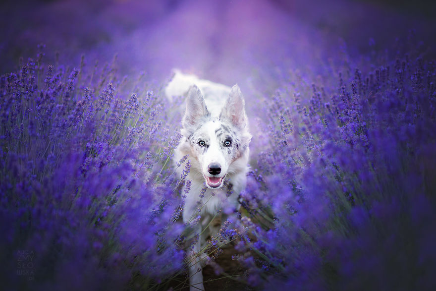 I Brought Our Dogs To The Lavender Gardens To Capture Their Pure Joy