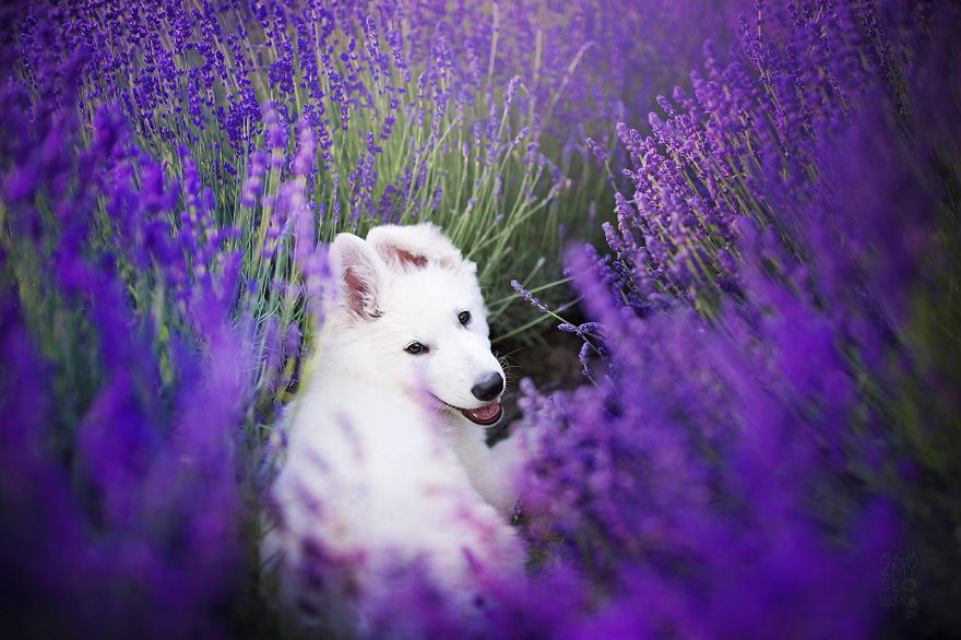 I Brought Our Dogs To The Lavender Gardens To Capture Their Pure Joy
