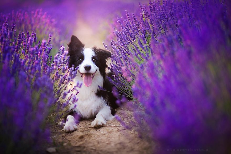 I Brought Our Dogs To The Lavender Gardens To Capture Their Pure Joy