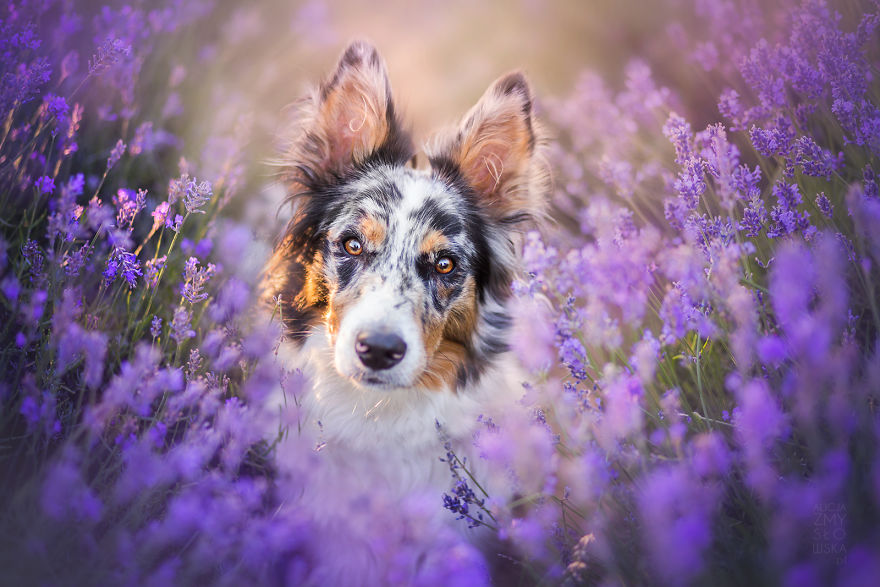 I Brought Our Dogs To The Lavender Gardens To Capture Their Pure Joy