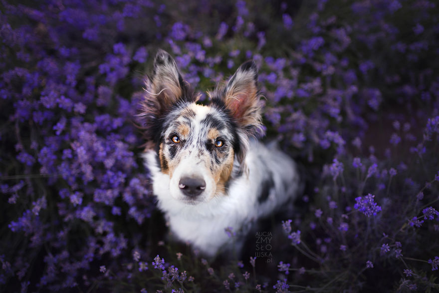 I Brought Our Dogs To The Lavender Gardens To Capture Their Pure Joy