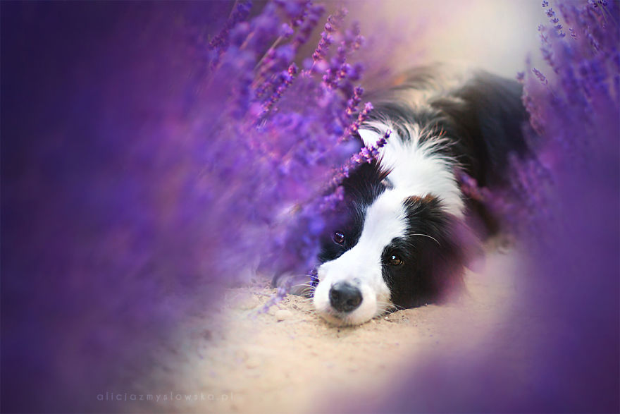 I Brought Our Dogs To The Lavender Gardens To Capture Their Pure Joy