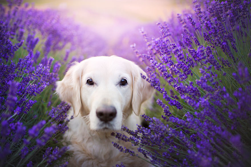 I Brought Our Dogs To The Lavender Gardens To Capture Their Pure Joy