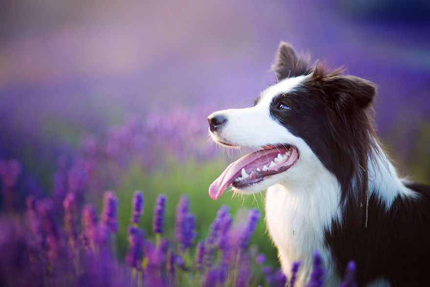 I Brought Our Dogs To The Lavender Gardens To Capture Their Pure Joy