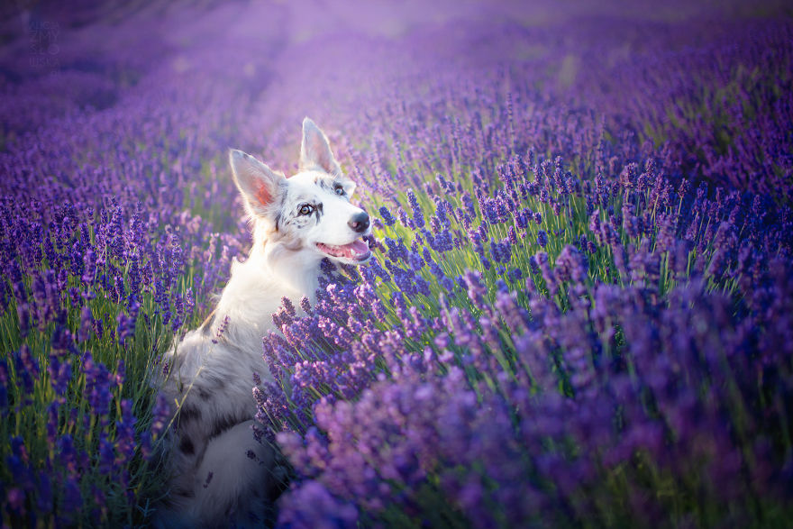I Brought Our Dogs To The Lavender Gardens To Capture Their Pure Joy