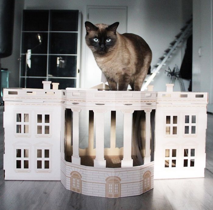 Unlike President Trump, These Cats Know Exactly What To Do In The White House