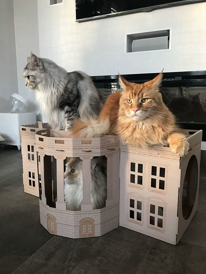 Unlike President Trump, These Cats Know Exactly What To Do In The White House
