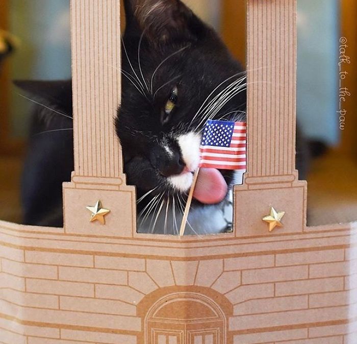 Unlike President Trump, These Cats Know Exactly What To Do In The White House