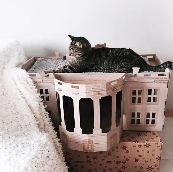 Unlike President Trump, These Cats Know Exactly What To Do In The White House