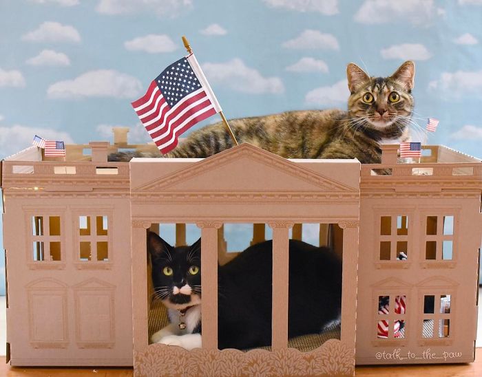 Unlike President Trump, These Cats Know Exactly What To Do In The White House