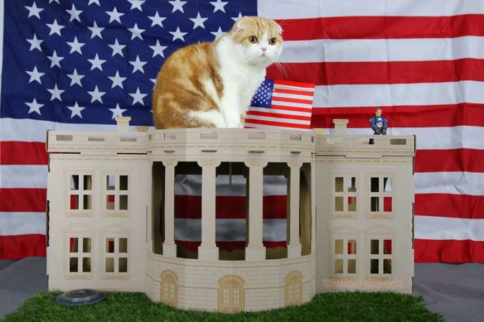 Unlike President Trump, These Cats Know Exactly What To Do In The White House