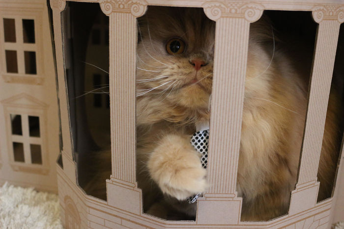 Unlike President Trump, These Cats Know Exactly What To Do In The White House