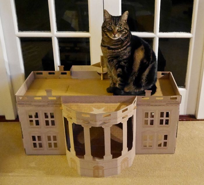 Unlike President Trump, These Cats Know Exactly What To Do In The White House