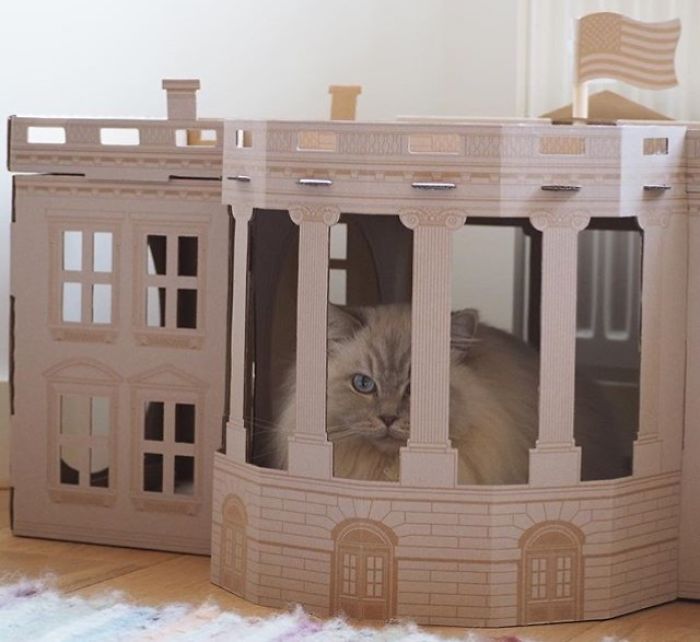 Unlike President Trump, These Cats Know Exactly What To Do In The White House