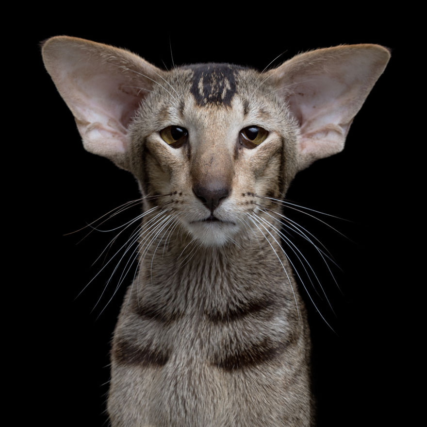 My Close, Personal Portraits Of Cats And Dogs (Part 2)