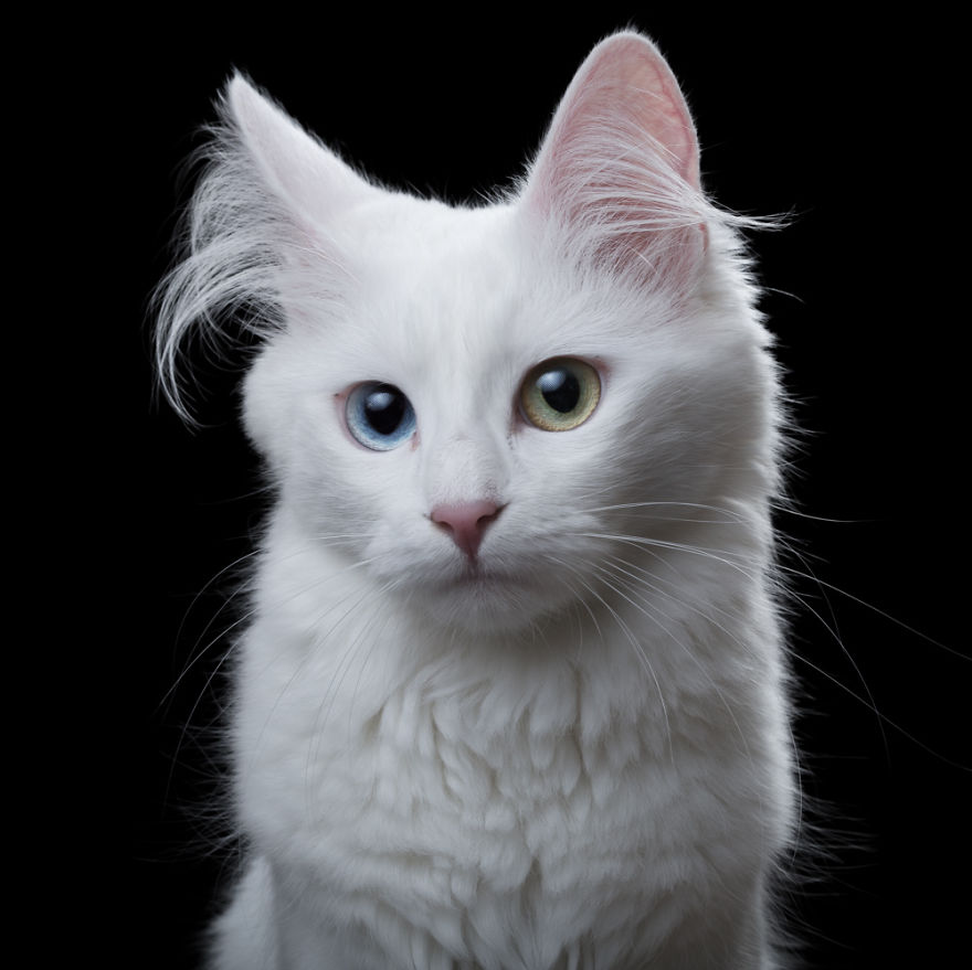 My Close, Personal Portraits Of Cats And Dogs (Part 2)