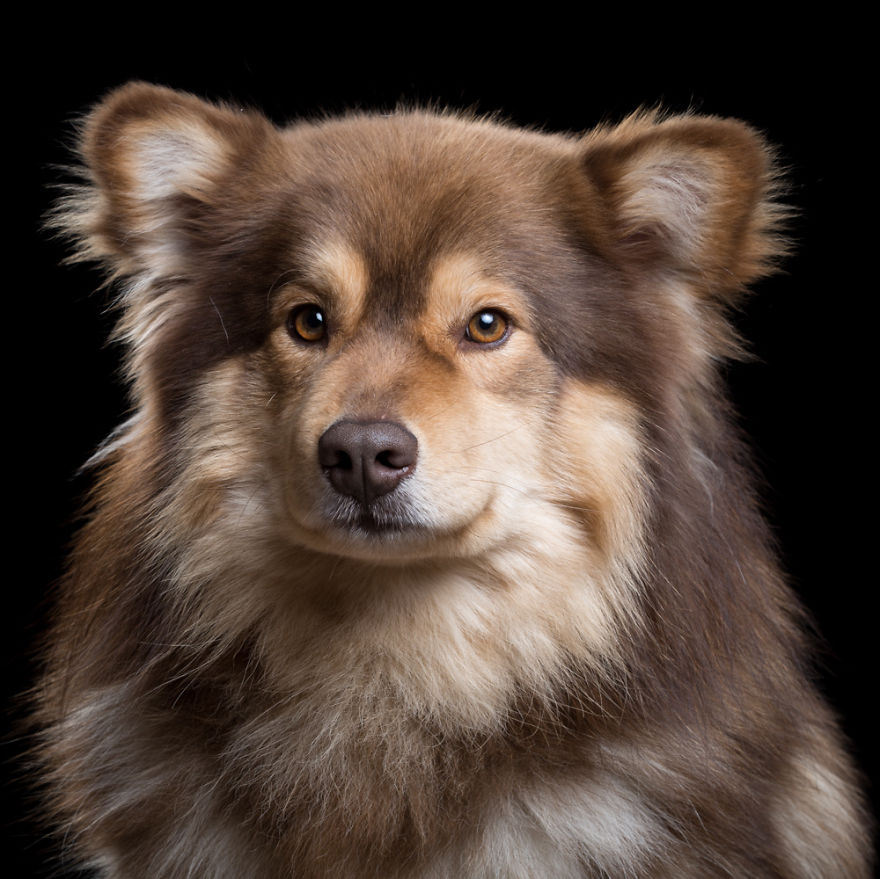 My Close, Personal Portraits Of Cats And Dogs (Part 2)