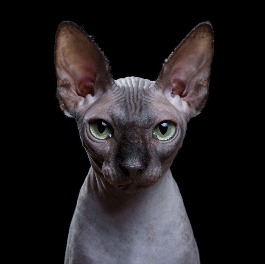 My Close, Personal Portraits Of Cats And Dogs (Part 2)