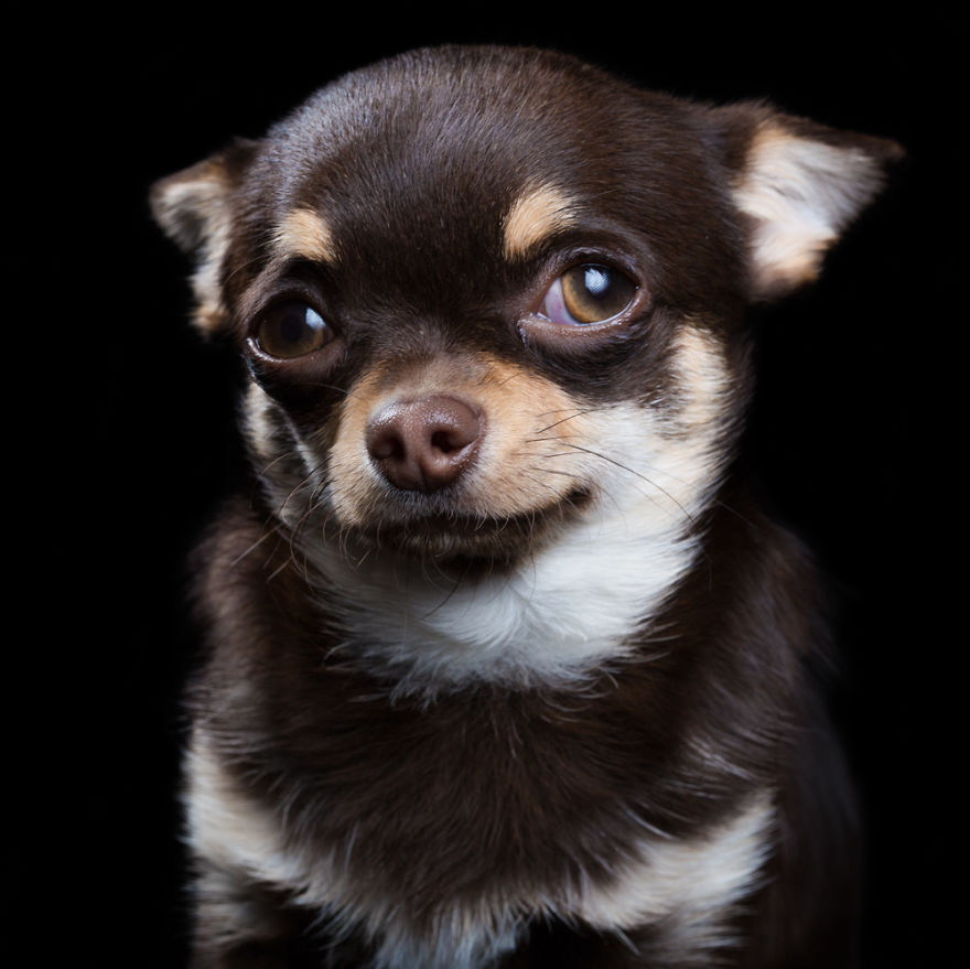 My Close, Personal Portraits Of Cats And Dogs (Part 2)