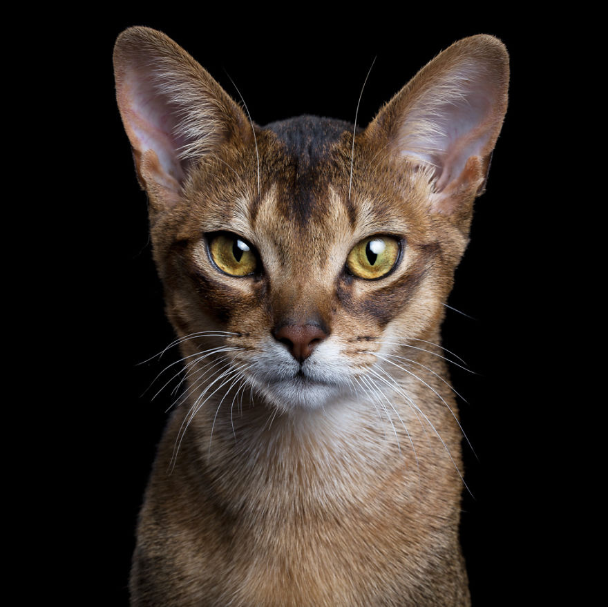 My Close, Personal Portraits Of Cats And Dogs (Part 2)