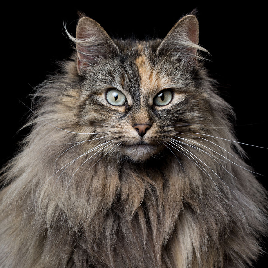 My Close, Personal Portraits Of Cats And Dogs (Part 2)