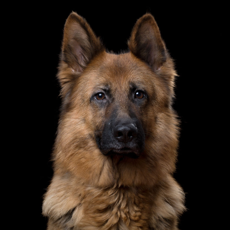 My Close, Personal Portraits Of Cats And Dogs (Part 2)