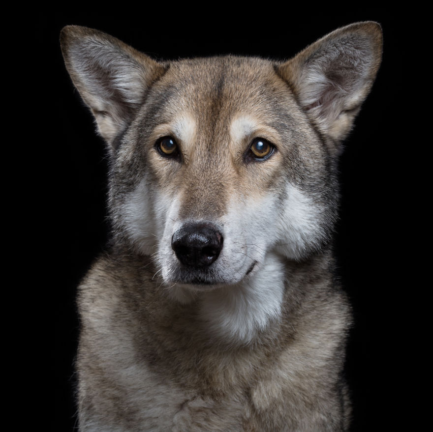 My Close, Personal Portraits Of Cats And Dogs (Part 2)