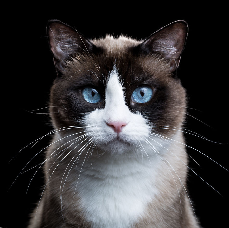 My Close, Personal Portraits Of Cats And Dogs (Part 2)