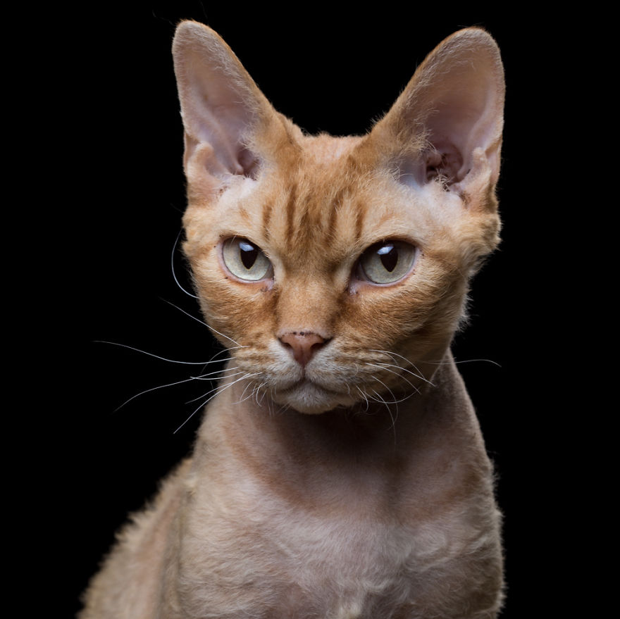 My Close, Personal Portraits Of Cats And Dogs (Part 2)