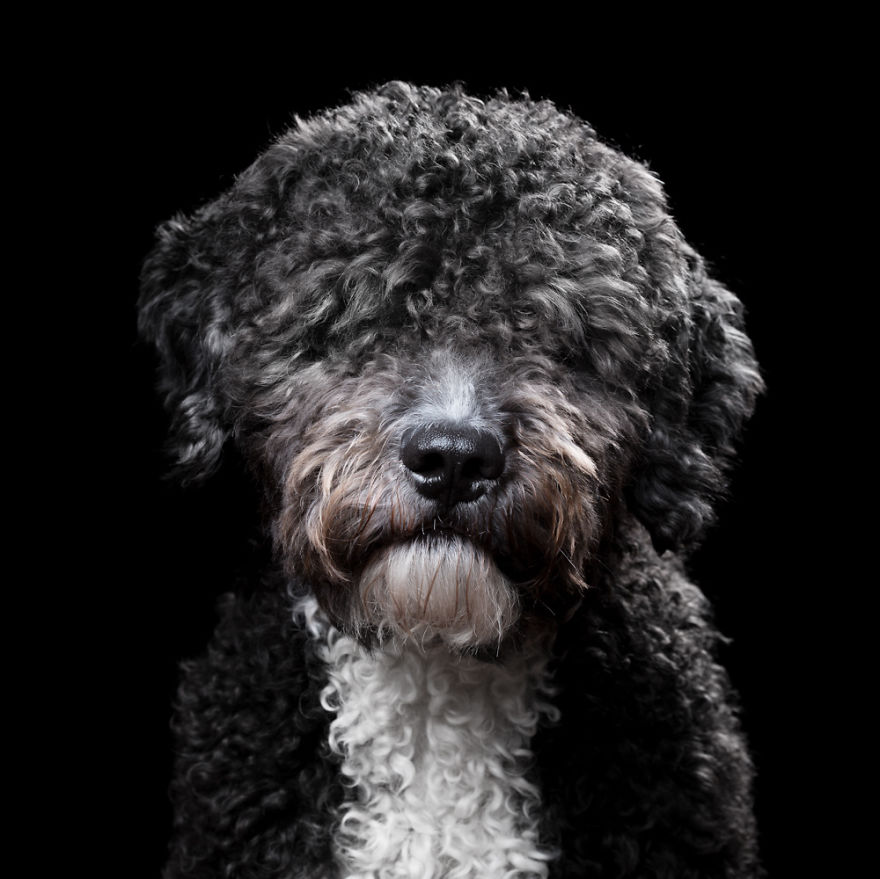 My Close, Personal Portraits Of Cats And Dogs (Part 2)