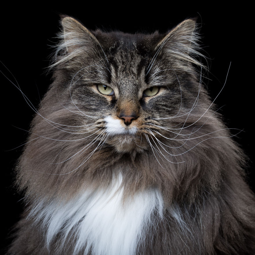 My Close, Personal Portraits Of Cats And Dogs (Part 2)