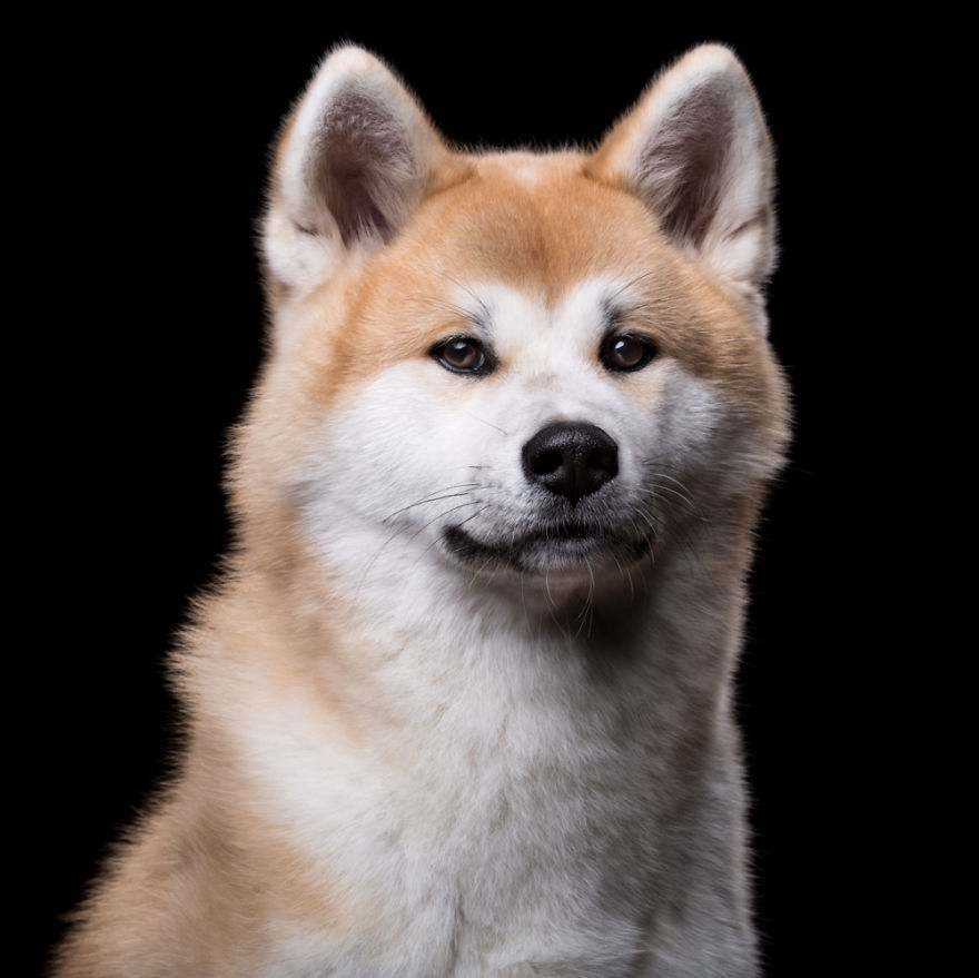 My Close, Personal Portraits Of Cats And Dogs (Part 2)