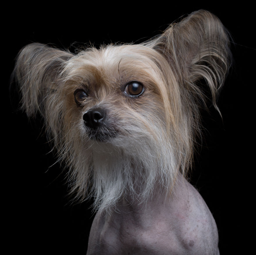 My Close, Personal Portraits Of Cats And Dogs (Part 2)
