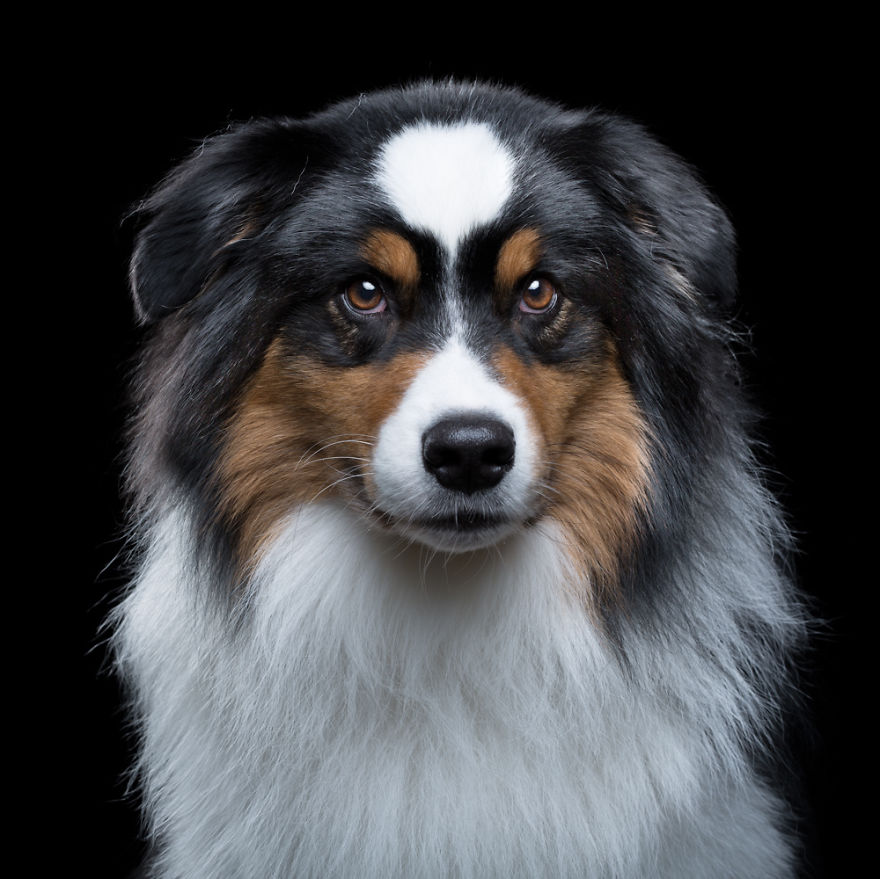 My Close, Personal Portraits Of Cats And Dogs (Part 2)