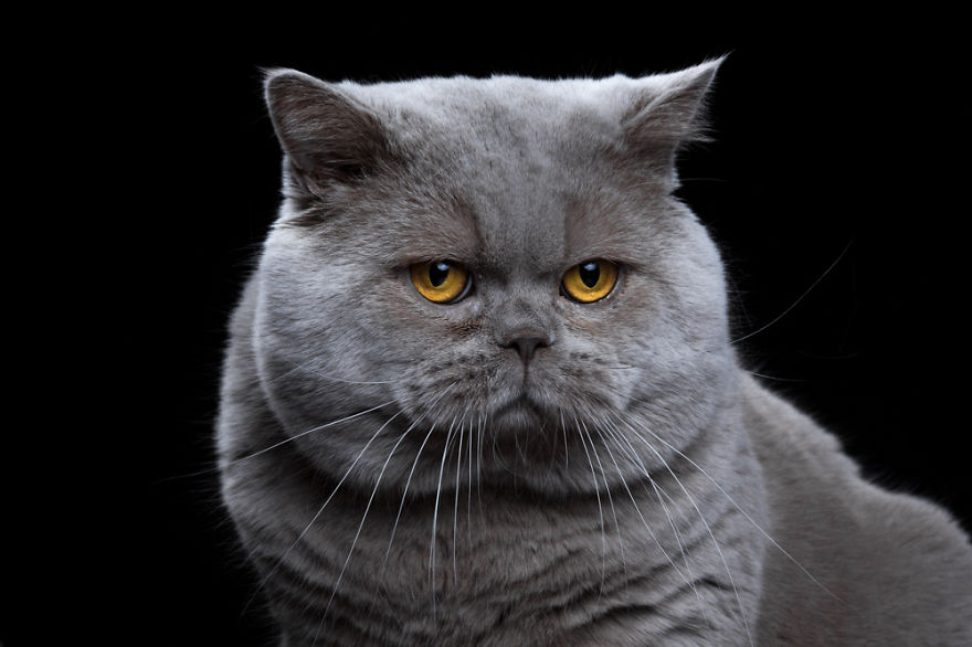 My Close, Personal Portraits Of Cats And Dogs (Part 2)