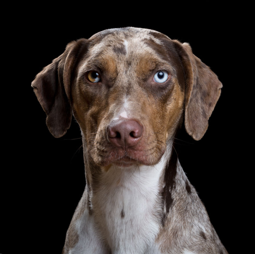 My Close, Personal Portraits Of Cats And Dogs (Part 2)