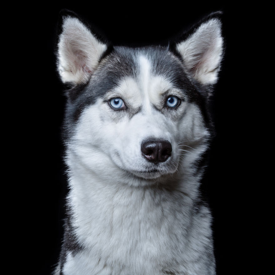 My Close, Personal Portraits Of Cats And Dogs (Part 2)
