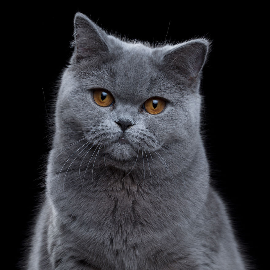 My Close, Personal Portraits Of Cats And Dogs (Part 2)