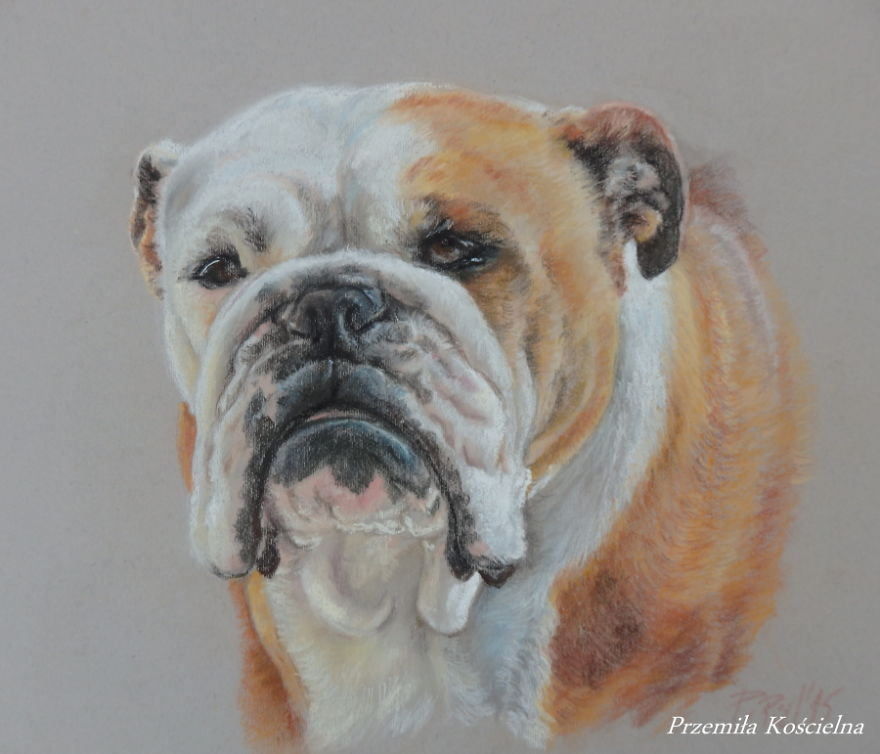 I Draw Portraits Of Dogs